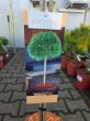 Pinus Nigra Merci - sosna czarna Merci forma szczepiona FP60CM C5-C7,5 - 2