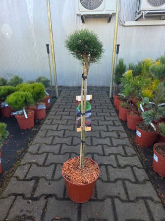Pinus Nigra Merci - sosna czarna Merci forma szczepiona FP60CM C5-C7,5