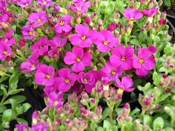 Aubrieta hybrida 'Glacier Red' - Żagwin ogrodowy