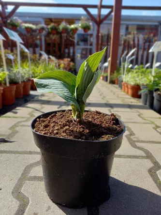 Hosta 'Albiqua Drinkin Gourd' - Funkia -  C2