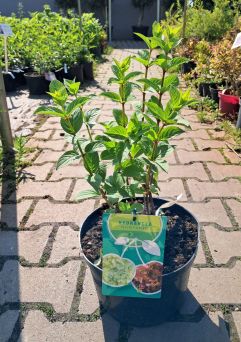Hydrangea Paniculata ‘Petite Cherry’ – Hortensja Bukietowa – C5