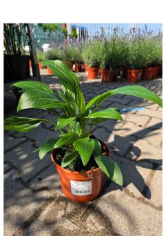 Echinacea Purpurea 'Purple Emperor' - Jeżówka Purpurowa - C2