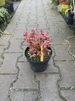 Berberis Thunbergii 'Ruby Star' - Berberys Thunberga - C2