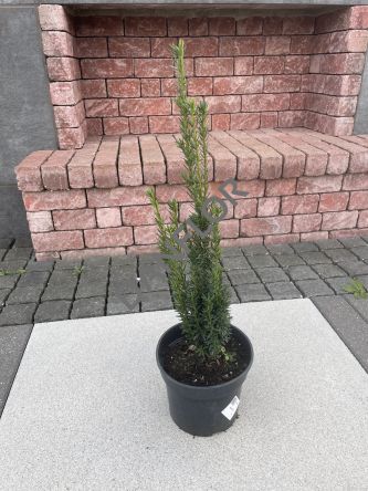 Taxus Media 'Hillii' - Cis Pośredni - C3