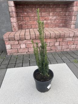 Taxus Media 'Hillii' - Cis Pośredni - C3