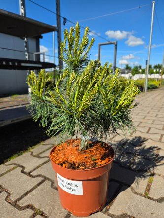 Pinus Strobus Tiny Curly - sosna wejmutka C5