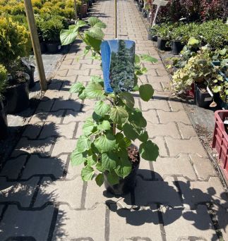 Hydrangea Petiolaris - Hortensja Pnąca - C3