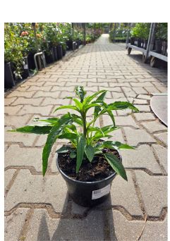 Echinacea Purpurea 'Big Kahuna' - Jeżówka Purpurowa - C2