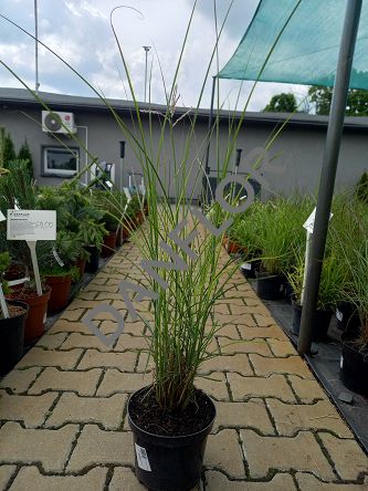 Miscanthus Sinensis 'Graziella' - Miskant Chiński - C3