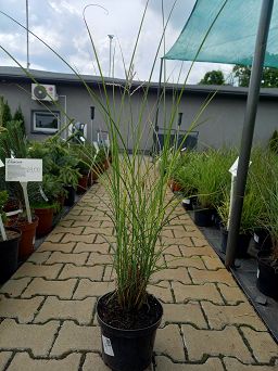 Miscanthus Sinensis 'Graziella' - Miskant Chiński - C3