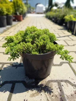 Juniperus Procumbens 'Nana' - Jałowiec Rozesłany - C3