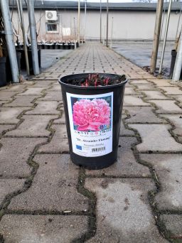 Piwonia Chińska 'Dr. Alexander Fleming' - Paeonia Lactiflora - C3HL
