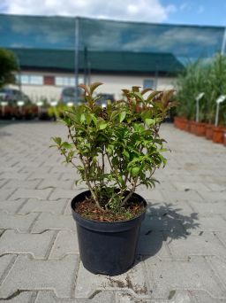 Weigela Florida 'Eva Rathke' - Krzewuszka Cudowna - C5