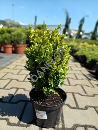 Buxus Sempervirens 'Suffruticosa' - Bukszpan Wieczniezielony - C2