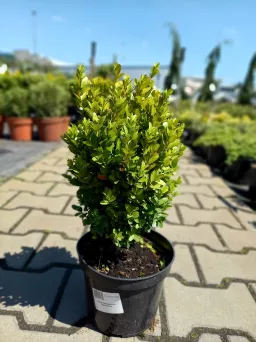 Buxus Sempervirens 'Suffruticosa' - Bukszpan Wieczniezielony - C2