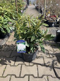 Rododendron 'Madame Masson' - Rododendron - C7,5