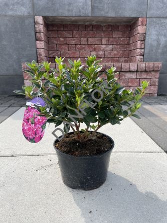 Azalea Japonica 'Thekla' - Azalia Japońska - C2,5