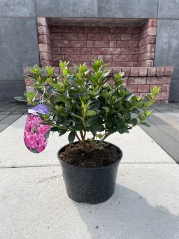 Azalea Japonica 'Thekla' - Azalia Japońska - C2,5