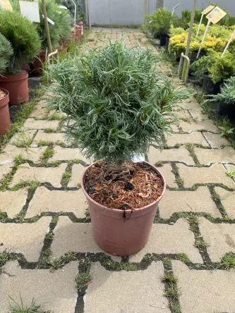 Pinus Strobus 'Green Twist' - Sosna Wejmutka - C2,2