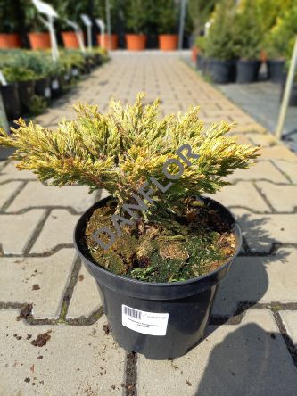 Juniperus Horizontalis 'Limeglow' - Jałowiec płożący - C3