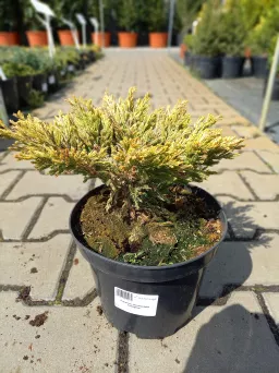 Juniperus Horizontalis 'Limeglow' - Jałowiec płożący - C3