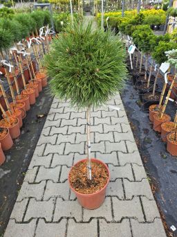 Pinus Mugo 'Varella' - Sosna Górska - Forma Pienna 80/90 CM - C10
