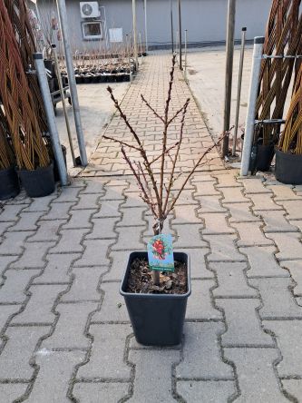 Brzoskwinia Kolumnowa Zielonolistna - C5