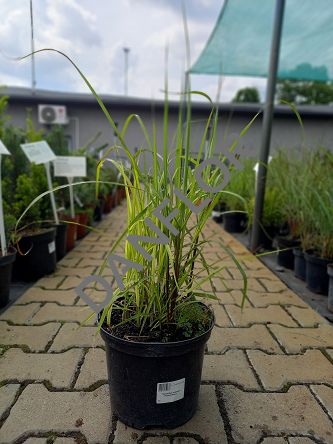 Miscanthus Sinensis 'Purpurascens' - Miskant Chiński - C3