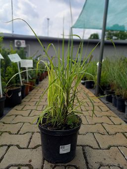 Miscanthus Sinensis 'Purpurascens' - Miskant Chiński - C3