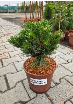 Pinus Nigra 'Hornibrookiana' - Sosna Czarna - C5