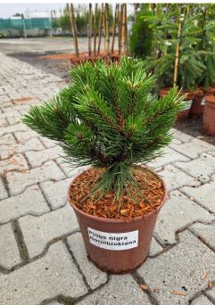 Pinus Nigra 'Hornibrookiana' - Sosna Czarna - C5
