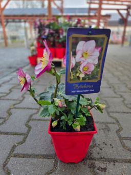 Helleborus HGC ' Winter Ballet Liara ' - Ciemiernik Pełny - C2