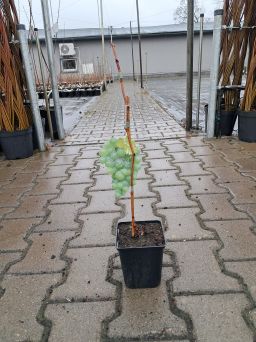Winogrono 'Chrupka Złota' - Vitis - P9/P11