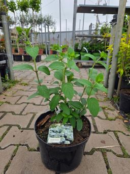 Hydrangea Paniculata Bobo - Hortensja Bukietowa C5