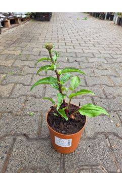 Echinacea Purpurea 'Hot Summer' - Jeżówka Purpurowa - C2