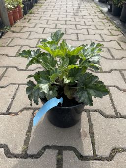 Heuchera ‘Rex Peppermint’ – Żurawka - C2