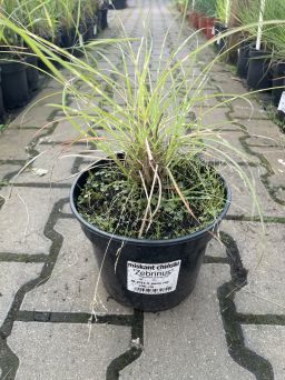Miscanthus Siensis 'Zebrinus' - Miskant Chiński - C3