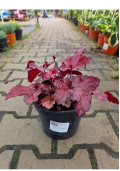 Heuchera ‘Forever Red’ – Żurawka – C2