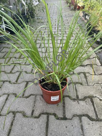 Pennisetum Alopecuroides 'Black Beauty' - Rozplenica Japońska - C3