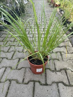 Pennisetum Alopecuroides 'Black Beauty' - Rozplenica Japońska - C3