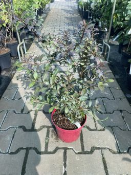 Weigela florida 'Black and White' - Krzewuszka Cudowna - C3