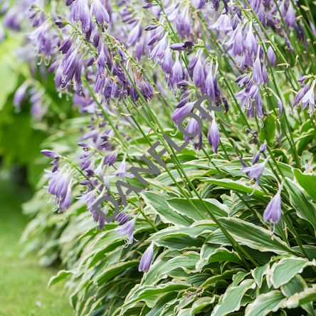 Hosta 'Stiletto'