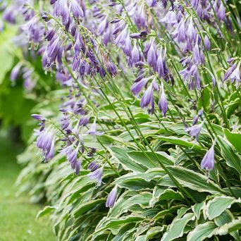 Hosta 'Stiletto'