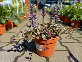 Ajuga Reptans 'Burgundy Glow' - Dąbrówka Rozłogowa - C1,5