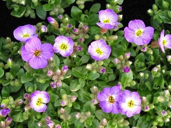 Aubrieta gracilis 'Florado Blue Eye' - Żagwin drobny