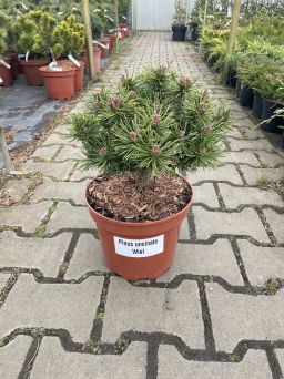 Pinus Uncinata 'Wiel' - Sosna Hakowata - C5