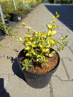 Barwinek mniejszy 'Illumination'