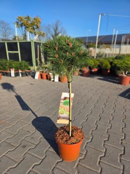 Pinus Nigra Arigato - sosna czarna Arigato forma szczepiona FP60 C5-7,5