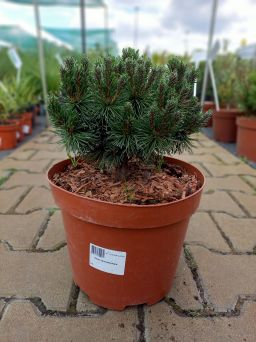 Pinus Unciniata 'Uncinata Nana' - Sosna Hakowata - C5