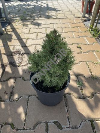 Picea Glauca 'Rainbows End' - Świerk Biały - C3